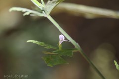 Leptostachya wallichii